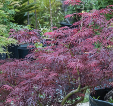 Red Dragon Japanese Maple Tree