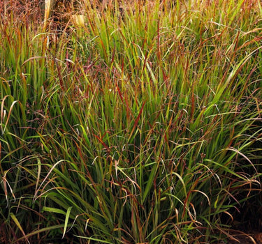 Shenandoah Switch Grass