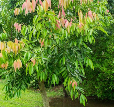 Cinnamon tree
