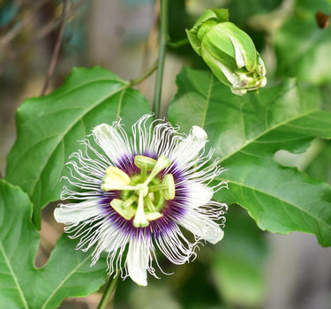 Passion Fruit Vine flower