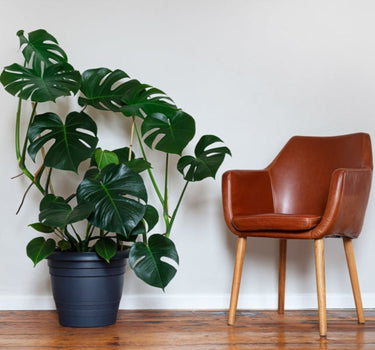 Monstera Deliciosa