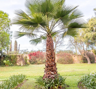 Chinese Fan Palm
