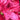 Nova Zembla Rhododendron