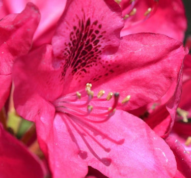 Nova Zembla Rhododendron