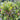 Miracle Fruit plant