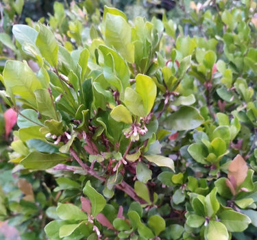 Miracle Fruit plant