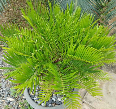 Coontie