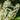English Laurel Topiary