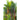 Lipstick Palm
