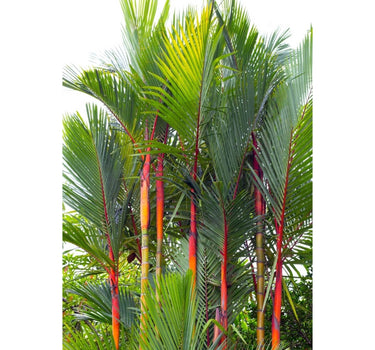 Lipstick Palm
