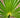 Needle Palm Tree