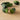 Australian Finger Lime Tree