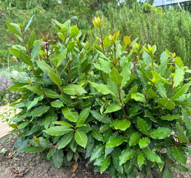Bay Laurel
