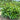 Bay Laurel