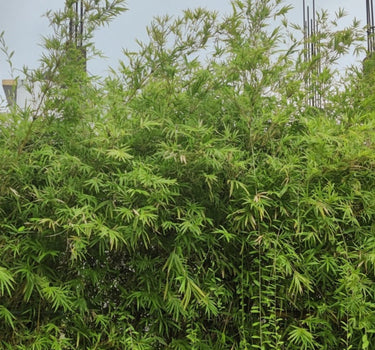 Maculata Bamboo