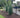 Blue Arrow Juniper Tree