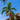 Christmas Palm Tree