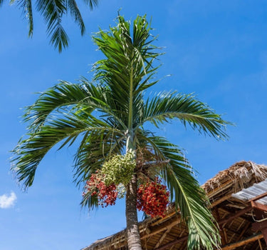 Christmas Palm Tree