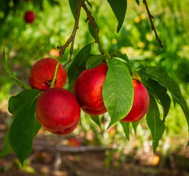 Flavortop Nectarine fruit