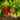 Flavortop Nectarine fruit