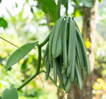 Vanilla Bean Plant