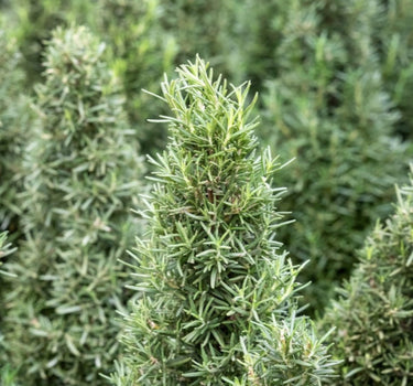 Tuscan Blue Rosemary