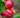 Flavortop Nectarine fruit