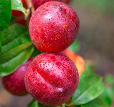 Flavortop Nectarine fruit