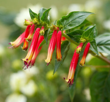 Vermillionaire® Large Firecracker blooms