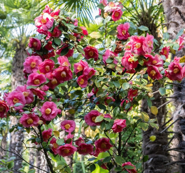 R.L. Wheeler Camellia