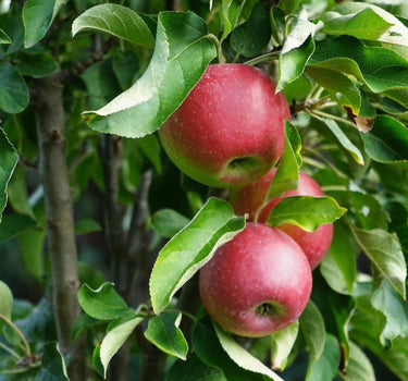 Tasty Red Fruit Snacks Apple Tree fruit