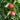 Tasty Red Fruit Snacks Apple Tree fruit