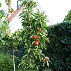 Tasty Red Fruit Snacks Apple Tree