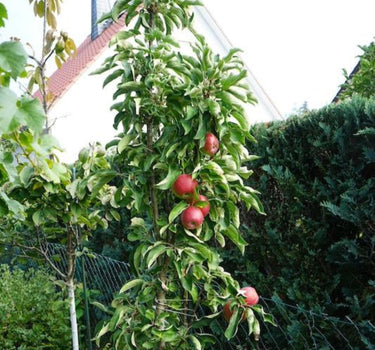 Tasty Red Fruit Snacks Apple Tree