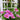 Dr. Ruppel Clematis
