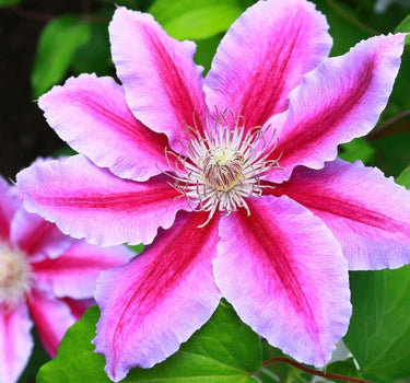 Dr. Ruppel Clematis blooms