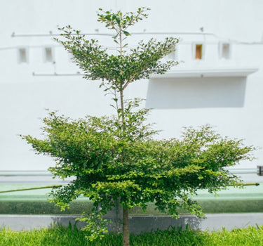 Black Olive Tree