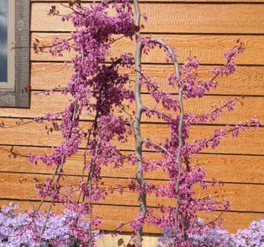 Ruby Falls Redbud Tree blooms