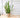 Laurentii Snake Plant