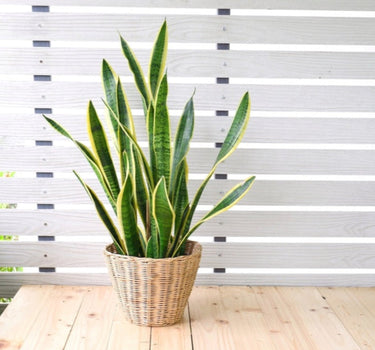 Laurentii Snake Plant