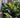 Tiny Tank Cast Iron Plant