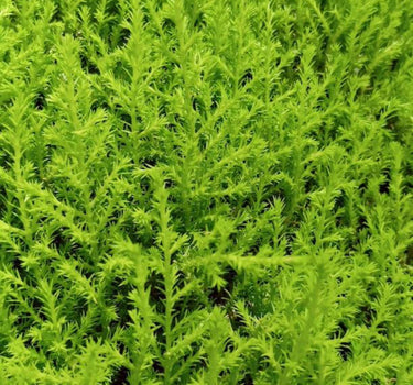 Lemon Cypress Topiary