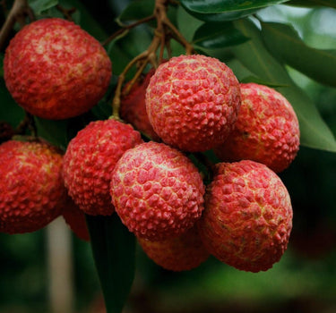 Brewster Lychee fruit