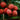 Brewster Lychee fruit