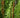 Cinnamon Fern