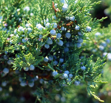 Brodie Eastern Red Cedar