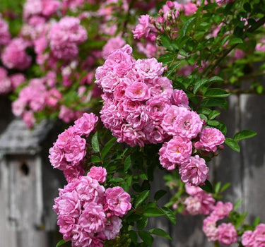Peggy Martin Climbing Rose