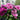 Purple Chrysanthemums