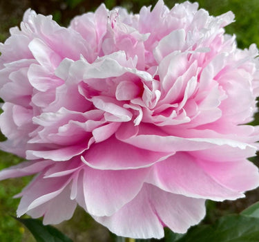 Sarah Bernhardt Peony