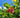 Miracle Fruit berries
